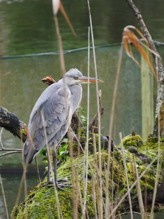 Grey heron seen through reeds perched on a mossy tree branchの写真素材
