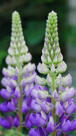 Spikes of tall pale purple lupin flowersの写真素材