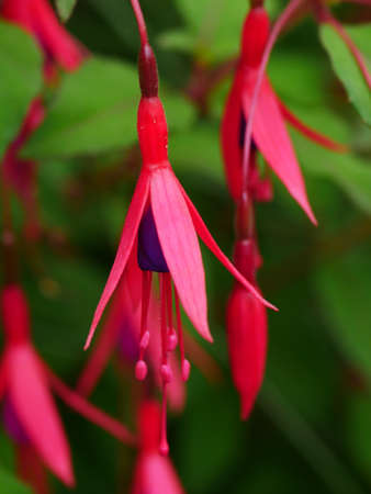 Close up of a pink and purple fuchsia flower amongst othersの写真素材