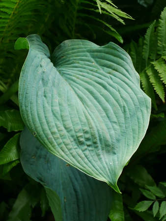 Close up of a large glaucous hosta leafの写真素材
