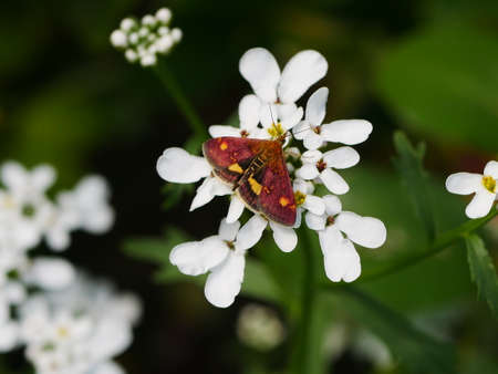 Close up of a mint moth (Pyrausta aurata) on white candytuft flowerの写真素材