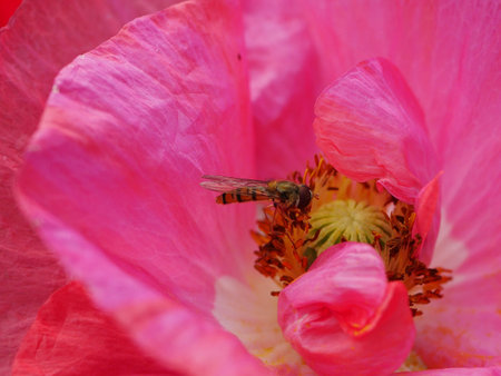 Close up of a hoverfly in the centre of a pink poppy flower