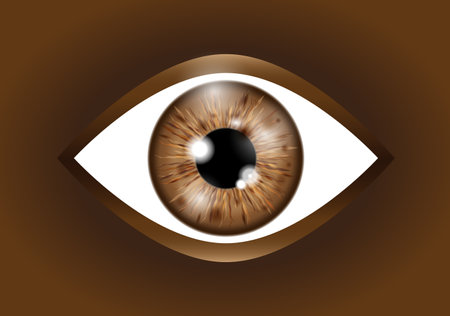 brown Realistic eyeballのイラスト素材
