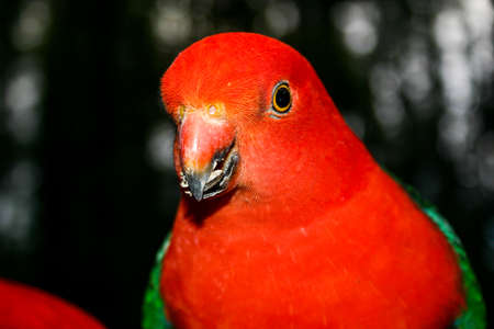 A brightly coloured red and grey King Parrot bird eating seedsの写真素材