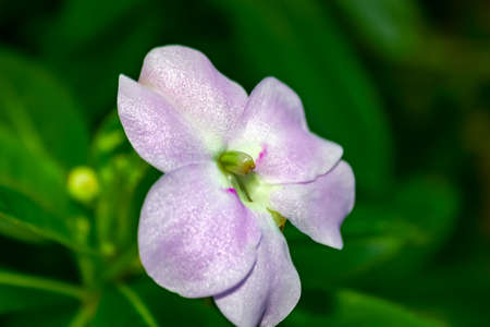 Beautiful delicate pink sparkly flower and green leavesの写真素材