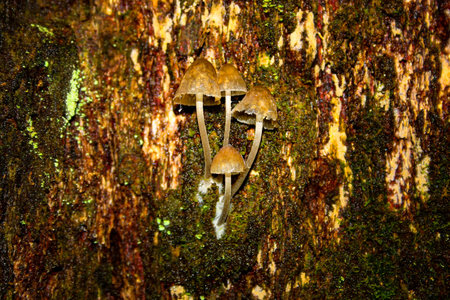 Tiny wild mushrooms growing from an old tree with blotchy wood texture