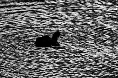Eurasian Coot waterbird surrounded by eternal ripples in the waterの写真素材