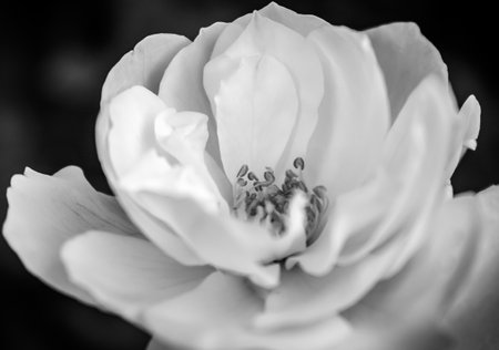 Close up white flower petals in black and whiteの写真素材