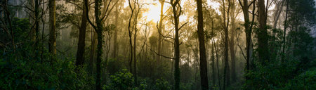 Misty atmosphere filling the dense undergrowth of the rainforest. Golden sun glowing through the canopy of the tall gum trees silhouetted against the backlight.の写真素材