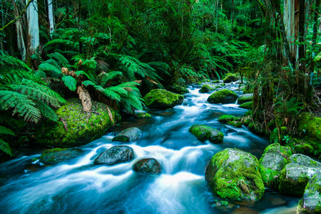 Mountain river cascading through the lush green rainforest