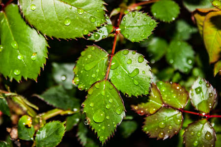 Crisp green rose leaves with water droplets after the rainの写真素材