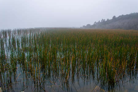 Early foggy morning overlooking the water grasses at Lysterfield lake parkの写真素材
