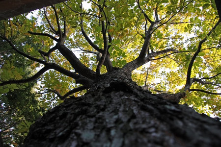 Looking up an tree in a forest.