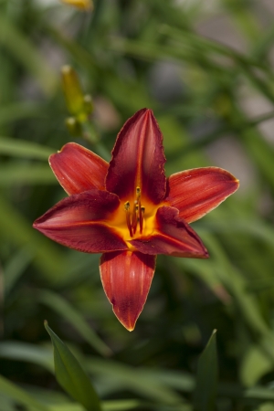 Close Up of a Red Flowerの写真素材
