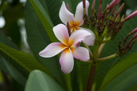Macro of a Pink Plumeria Flowerの写真素材