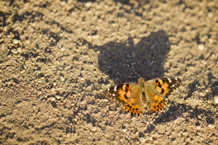 Painted Lady butterfly in the afternoon sunの写真素材
