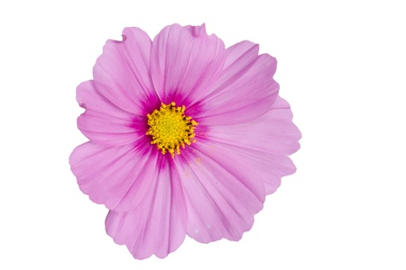 Pink Cosmo Flower Isolated on Whiteの写真素材