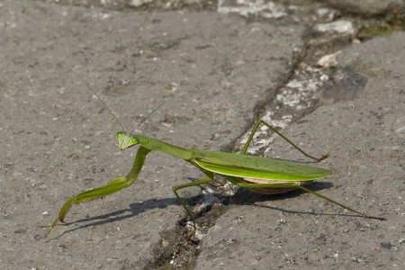 Preying Mantis Walking Across a Roadの写真素材