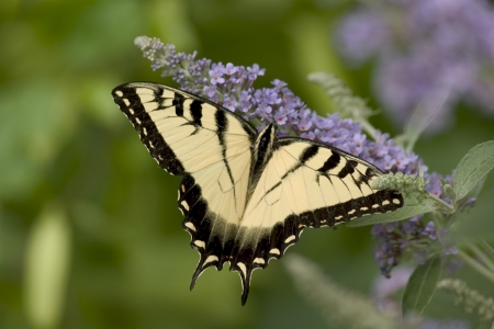 A Tiger Swallowtail Butterfly on a Lavender Flowerの写真素材