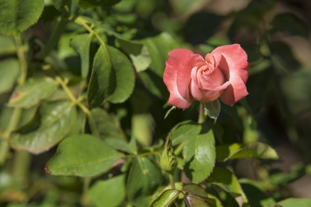An isolated Pink Rosebud openingの写真素材