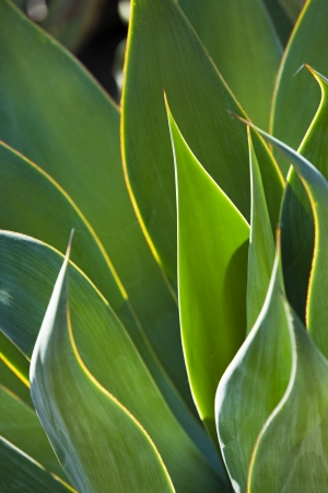 Sunlight shining through the translucent leaves of a Century Plantの写真素材