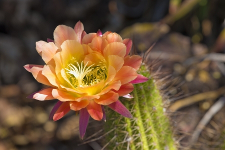 Multicolored Cactus Bloomの写真素材