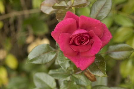 Pink Roseの写真素材