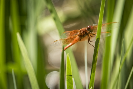 Red DragonFly sitting on a blade of grassの写真素材