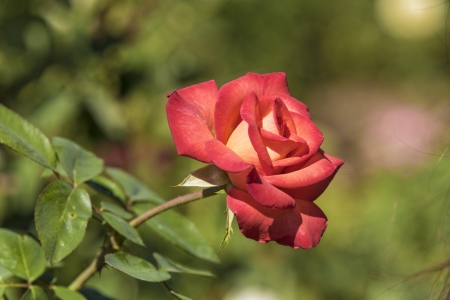 Red Orange Yellow Roseの写真素材