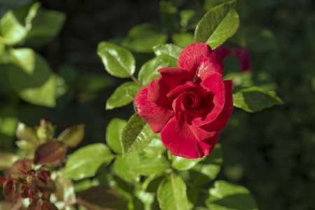 Red Roseの写真素材