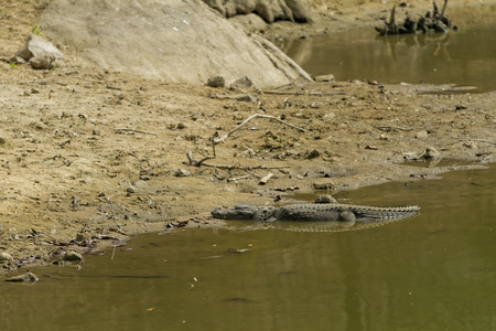 Alligator basking in the sun on a river bankの写真素材