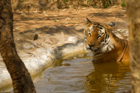 Bathing tiger