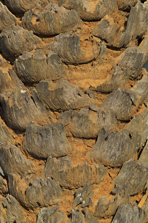 Close up of a Palm Tree Trunkの写真素材