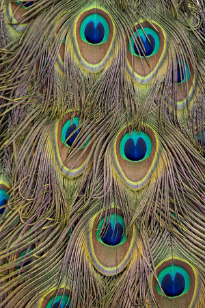 A Backdrop of Golden Peacock Feathersの写真素材