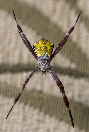 Hawaiian Garden Spider の写真素材
