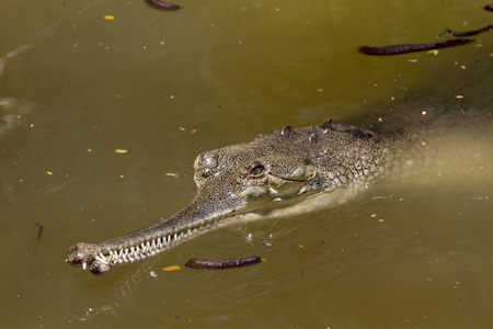 Lurking Crocodileの写真素材