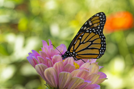 Monarch Butterfly Drinking on a Pink Zinniaの写真素材