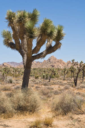 A Joshua Tree in the Joshua Tree National Park, California.の写真素材