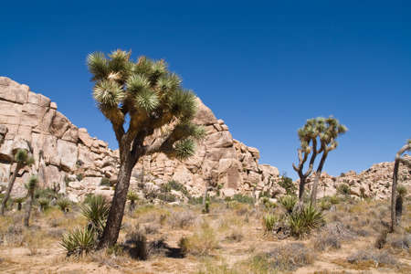 Rock formations amongst Joshua Treeの写真素材