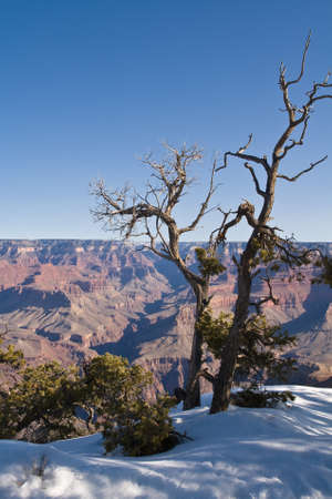 A bare old tree stands in the snow against the backdrop of the maginficent Grand Canyon, Arizona の写真素材
