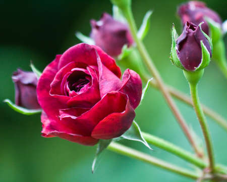 Deep red and purple rose buds opening in a late summerの写真素材