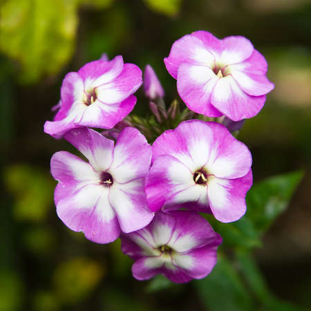 A delicate puple and white flower against a green and black background の写真素材