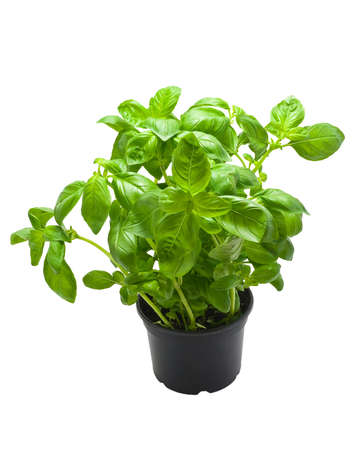 A pot of Basil, isolated on a white background.の写真素材