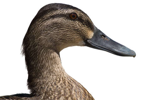 A female duck isolated on a white background.の写真素材