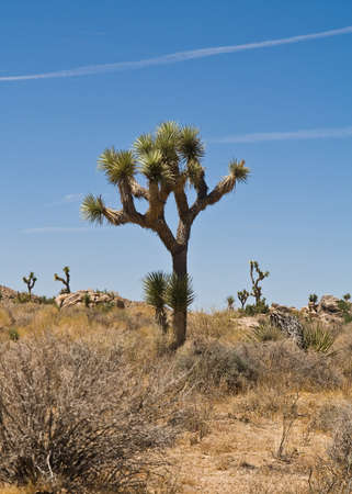 Joshua tree's against a blue sky with contrails in the Joshua Tree National Park, California.の写真素材