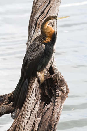 An African Darter or の写真素材