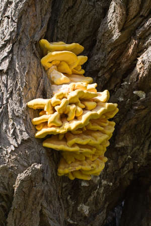 A close-up of yellow fungus on a decaying tree in England.の写真素材