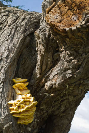 Yellow fungus on a decaying tree in England.の写真素材