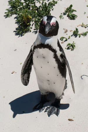 An African or Jackass Penguin, Spheniscus Demersus standing on Boulders Beach, Cape Town.の写真素材