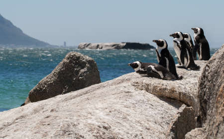 A group of Jackass African Penguins keep lookout from the top of a rock at Boulders Beach, Simonstown, South Africaの写真素材